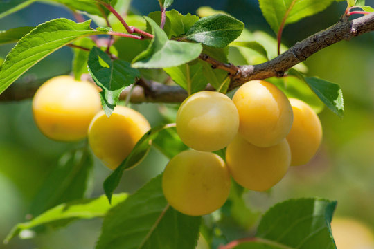 Fruits Of Plum Tree On The Tree.