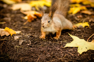 Cute and hungry squirrel looking for a chestnut in autumn scene. City park. Wild animals in autumn, copy space. Colorful nature, fall season concept
