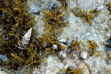 Seashells and seaweed in shallow sea water