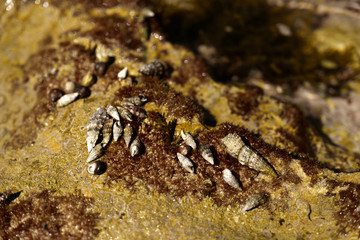 Seashells and seaweed in shallow sea water