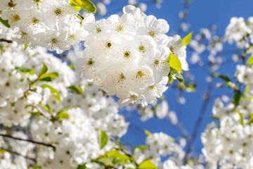 Spring, cherry blossom, blue sky.