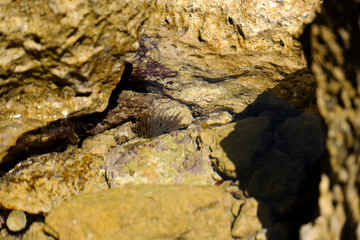 Underwater brown seaweed