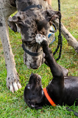Two Great Danes greeting each other for the first time