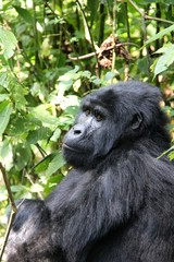 Gorilla
