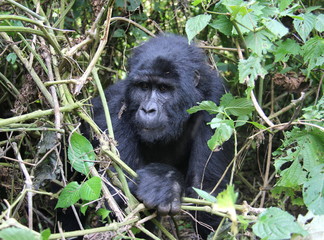 Gorilla female