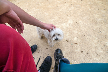 Stray dog being petted by tourists at the beach. Animal rights movement members taking small dog...