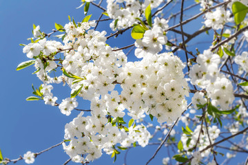 Spring, branch of blossoming cherry on blue sky background.