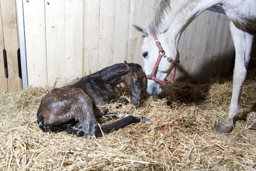 Foal birth in the horse stable - 219948556