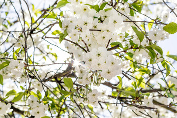 Spring, cherry blossom, blue sky.