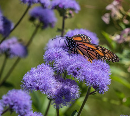 butterfly on flower