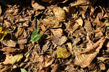 Dry leaf on the ground