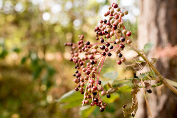 Plants and berries growing in coniferous forest