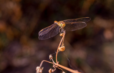 The big dragonfly sits on the top of the grasses