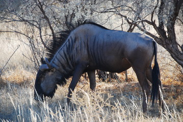 Gnu