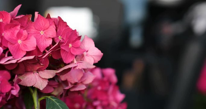 Close up of mottion of pink blooming flower of hydrangea or hortensia. Close up of flowers outdoors on windy place. Blur background.