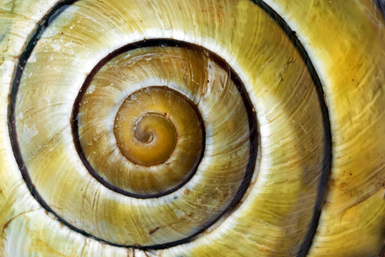 yellow stripped snail shell revealing the mathematic fibonacci spiral curve