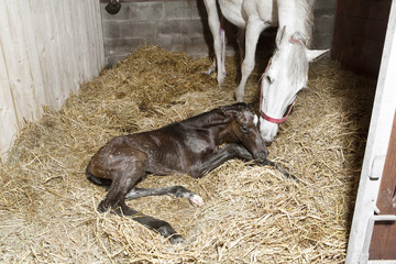 Naklejka premium Foal birth in the horse stable