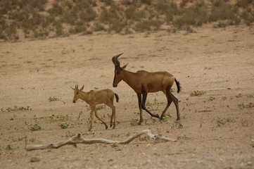Kuhantilope mit Kalb