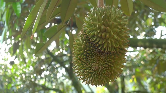 Durian fruit ripening on tree branch among green foliage against luxuriant vegetation of tropics on background. Beautiful view of stinky exotic crop growing in jungle forest or tropical rainforest.