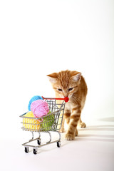 Ginger mackerel tabby cat playing with wool balls in a shopping trolley