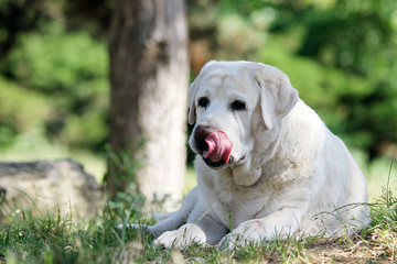 the yellow sweet labrador in the park