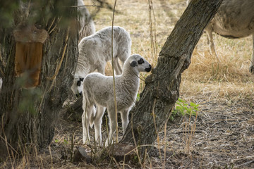 Ovejas y corderos