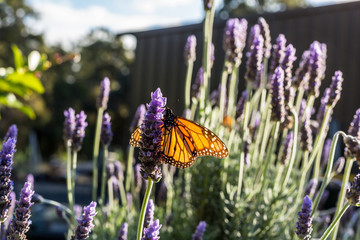 Monarch Butterfly on Lavender in garden setting