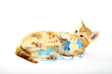 Ginger mackerel tabby kitten isolated on a white background playing with a ball of blue wool
