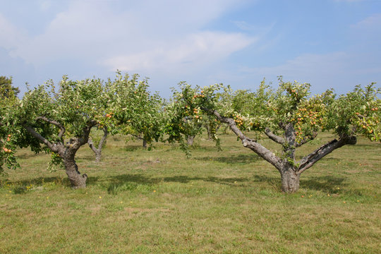 Apfelplantage, Skane - Schweden