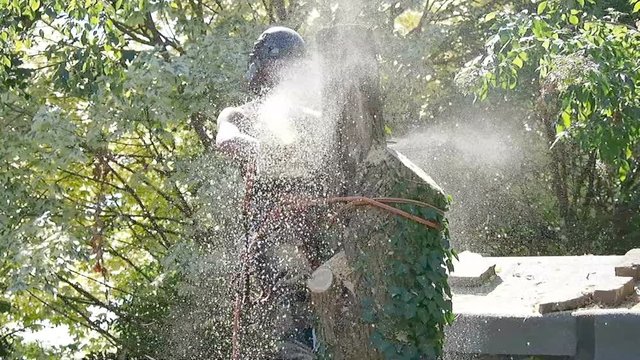 Female tree surgeon using a chainsaw to cut down a tree.