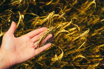 Fototapeta na wymiar Bright colorful golden rye spikes in a harvester hand on the wheat ears field, closeup.