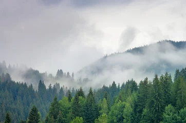 Gordijnen Fog in the forest of pine trees in the mountains. Carpathians Ukraine © balakleypb