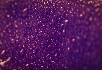 Water drop on rose petal. Macro with shallow depth of field.