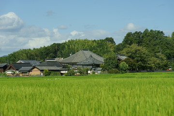 青空と水田と飛鳥寺