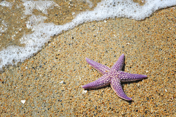 Starfish on the sandy beach