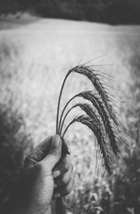 Rye spikes bouquet in a harvester hand on the wheat ears field. Black and white.