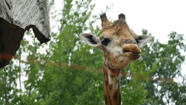 Portrait of giraffe sticking out tongue and licking lips