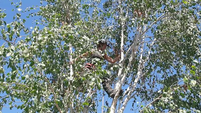 Female tree surgeon climbing up a tree ready to start work.