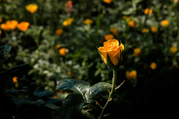 роза в полисаднике