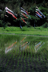 田んぼに映る鯉のぼり