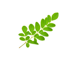moringa leaves on white background