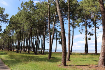 Forêt des landes , pin maritime