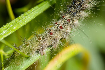 Detail of Caterpillar of the Gypsy moth with water drops. Macro with selective focus and shallow depth of field.