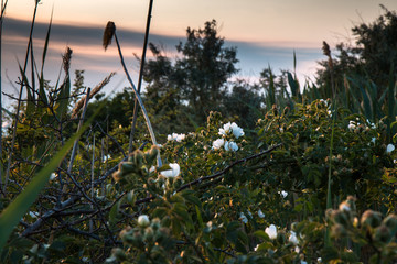 дикие цветы шиповника