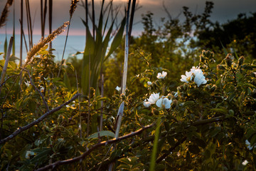 дикие цветы