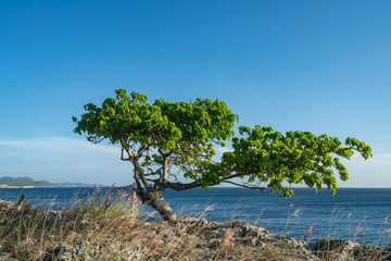 Fototapeta na wymiar House and tree at sunset Curacao Views - a small Caribbean Island