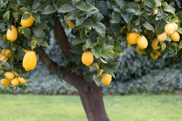 Lemon tree with ripe fruit 