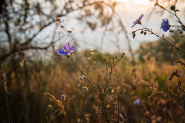 рассвет бессмертник