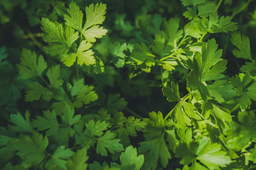 Fresh parsley grows on the vegetable garden close-up. Sunny day at the farm. Organic food. 