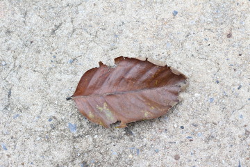Dry leaf on concrete background, copy space.